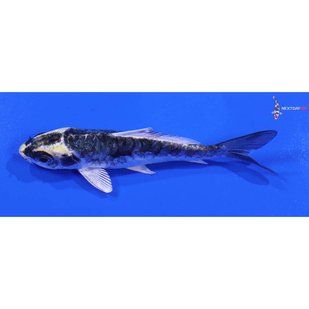 3.5” Imported Armor Scaled Kujaku