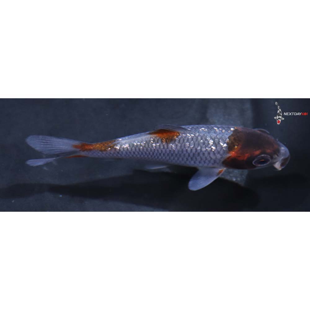 3.5” Imported Gin Rin Ochiba Shigure