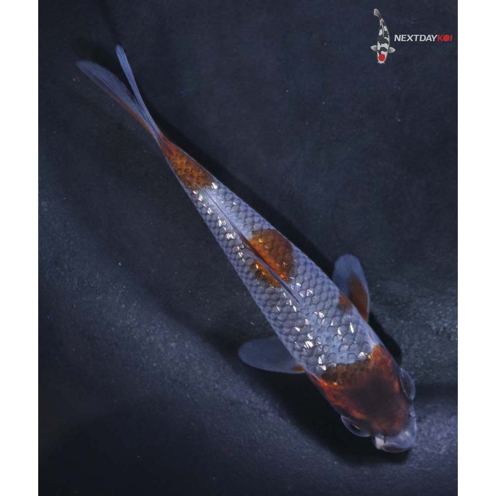 3.5” Imported Gin Rin Ochiba Shigure