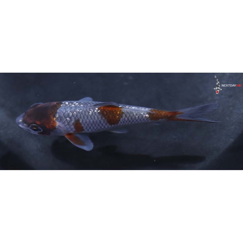 3.5” Imported Gin Rin Ochiba Shigure