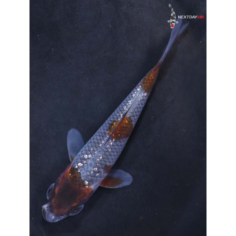 3.5” Imported Gin Rin Ochiba Shigure