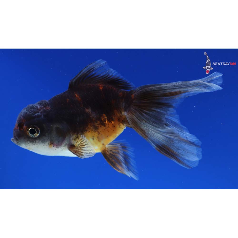 4.5” Imported Calico Oranda