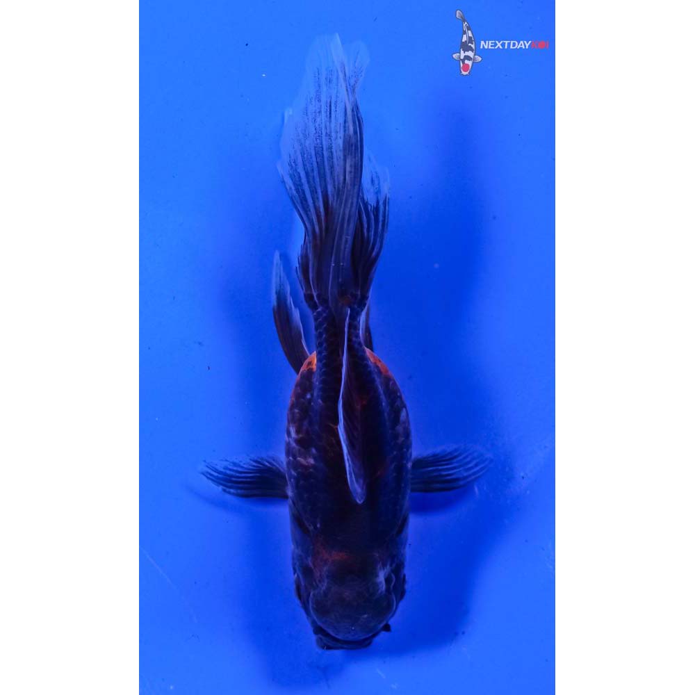 4.5” Imported Calico Oranda