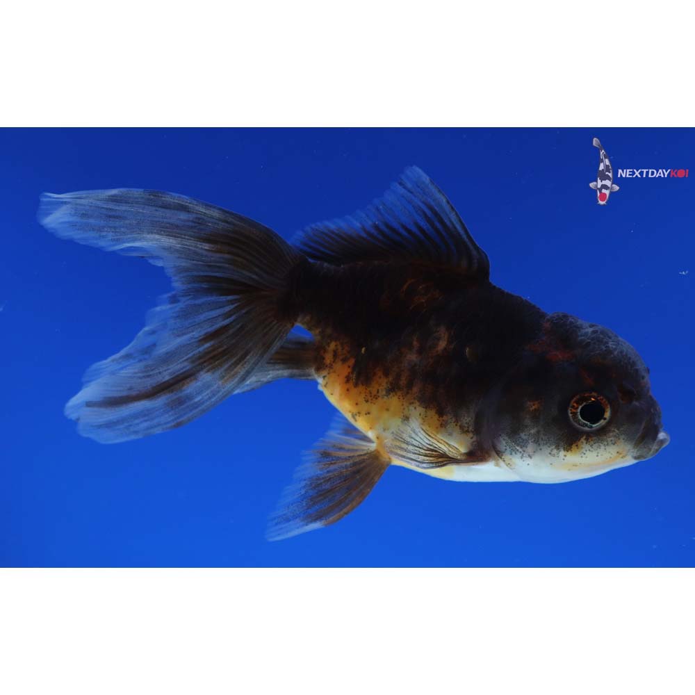 4.5” Imported Calico Oranda
