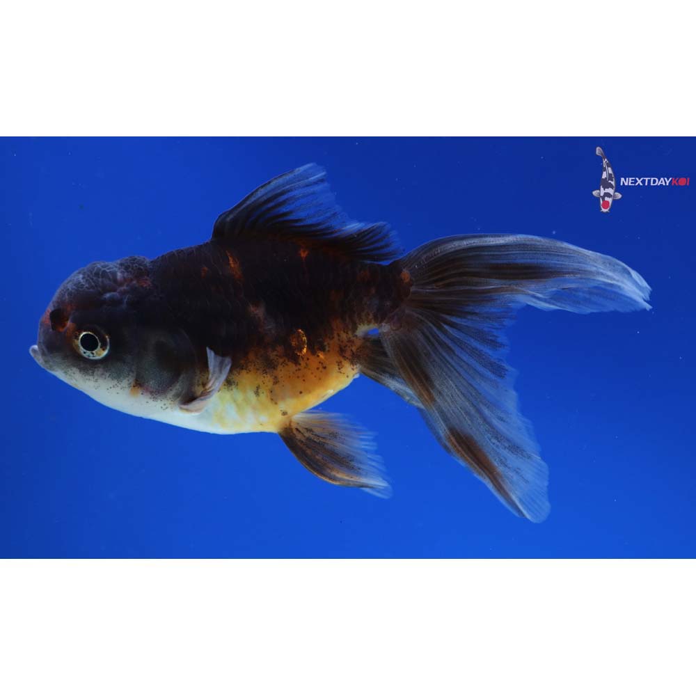 4.5” Imported Calico Oranda