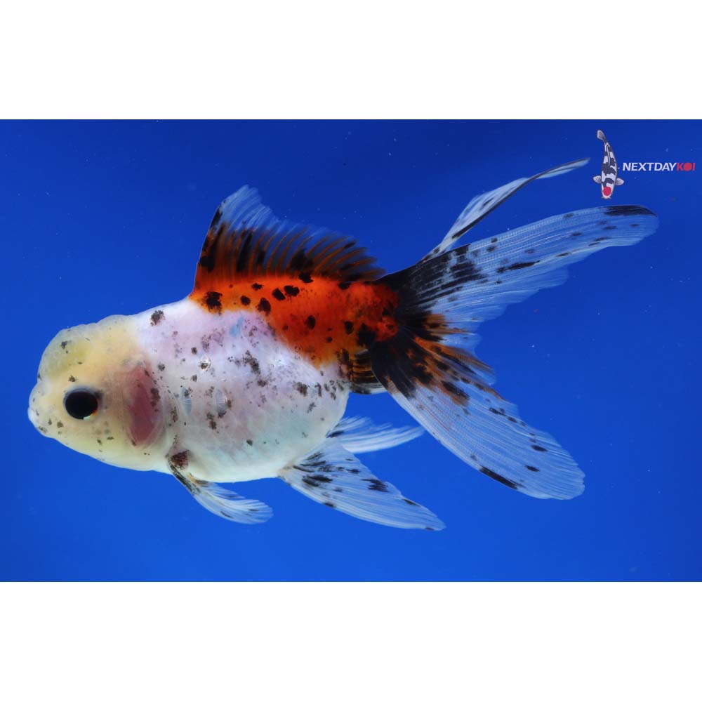 4.5” Imported Calico Oranda