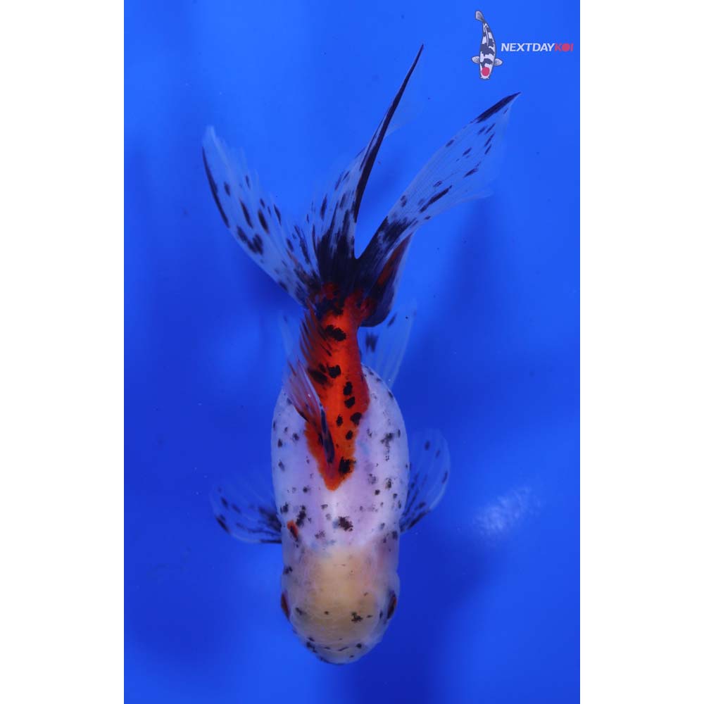 4.5” Imported Calico Oranda