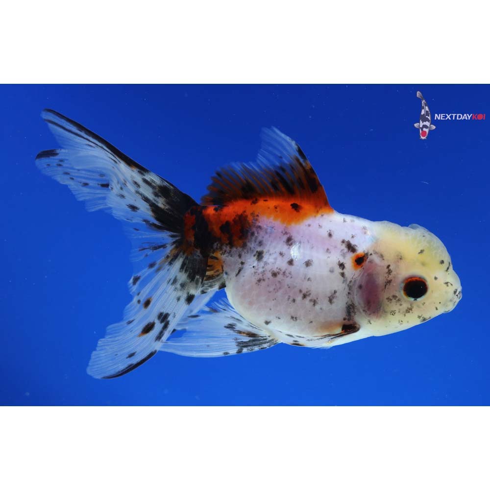 4.5” Imported Calico Oranda