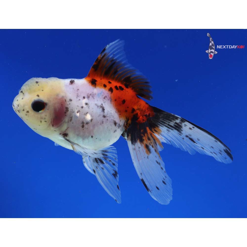 4.5” Imported Calico Oranda