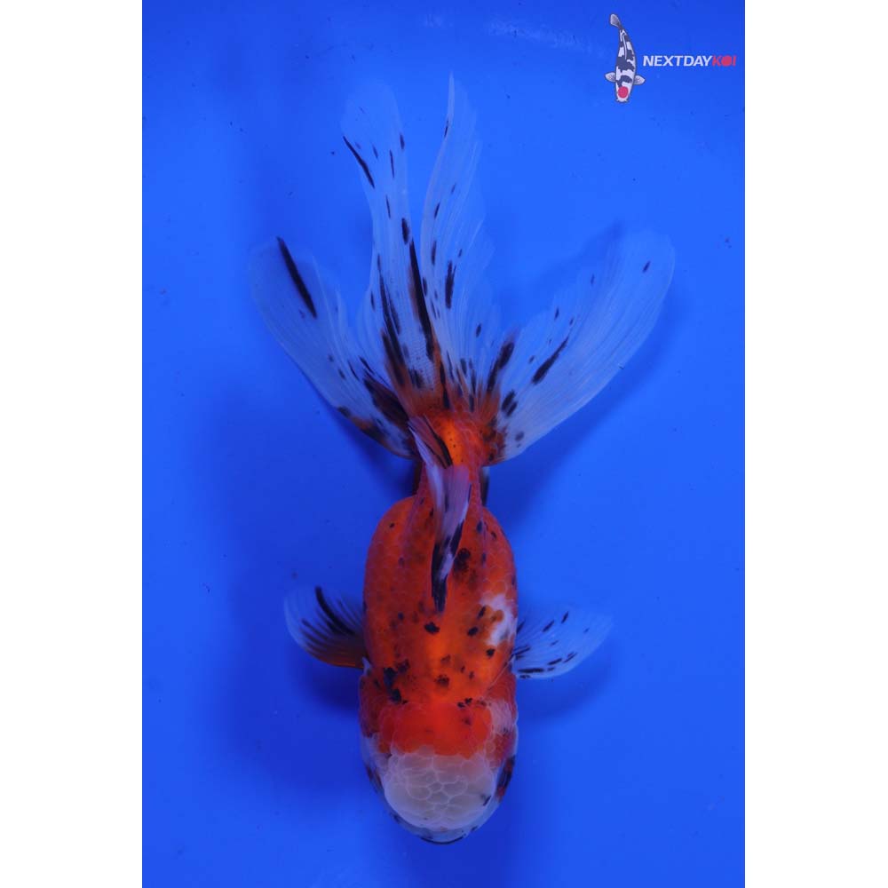 4.5” Imported Calico Oranda