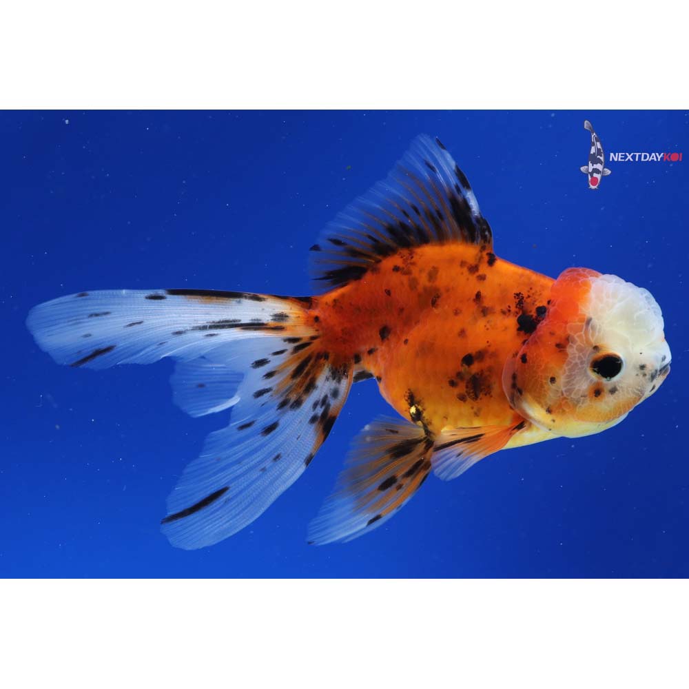 4.5” Imported Calico Oranda