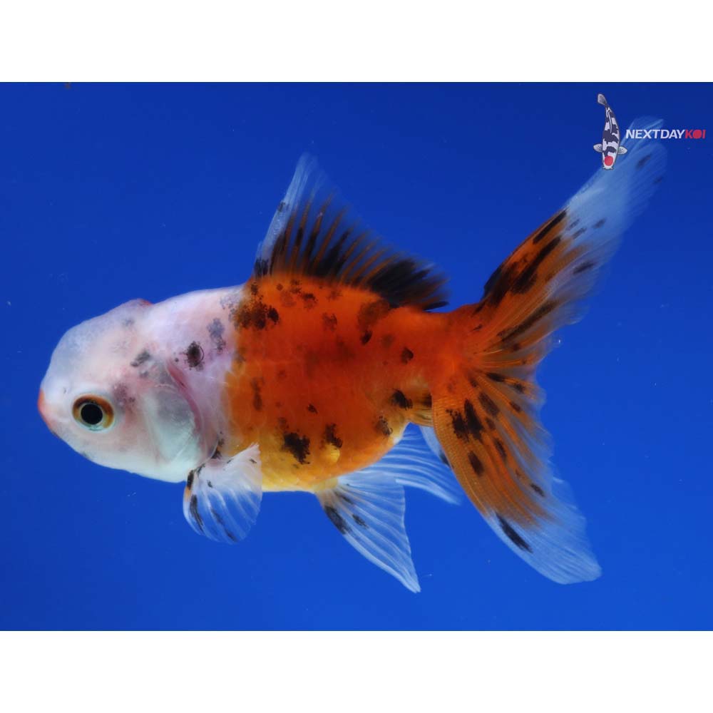 3” Imported Calico Oranda