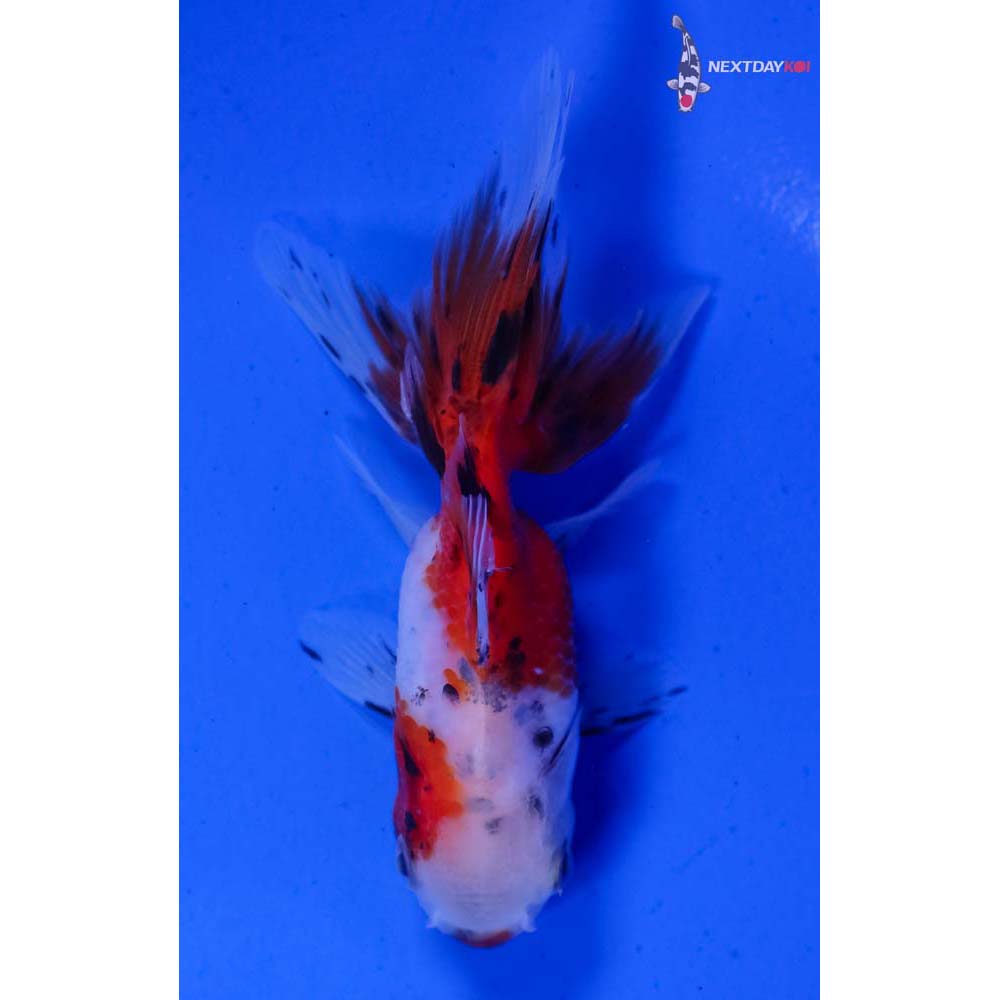 3” Imported Calico Oranda
