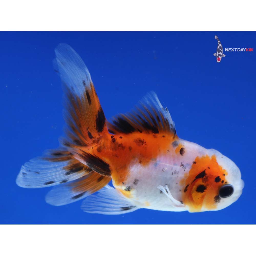 3” Imported Calico Oranda