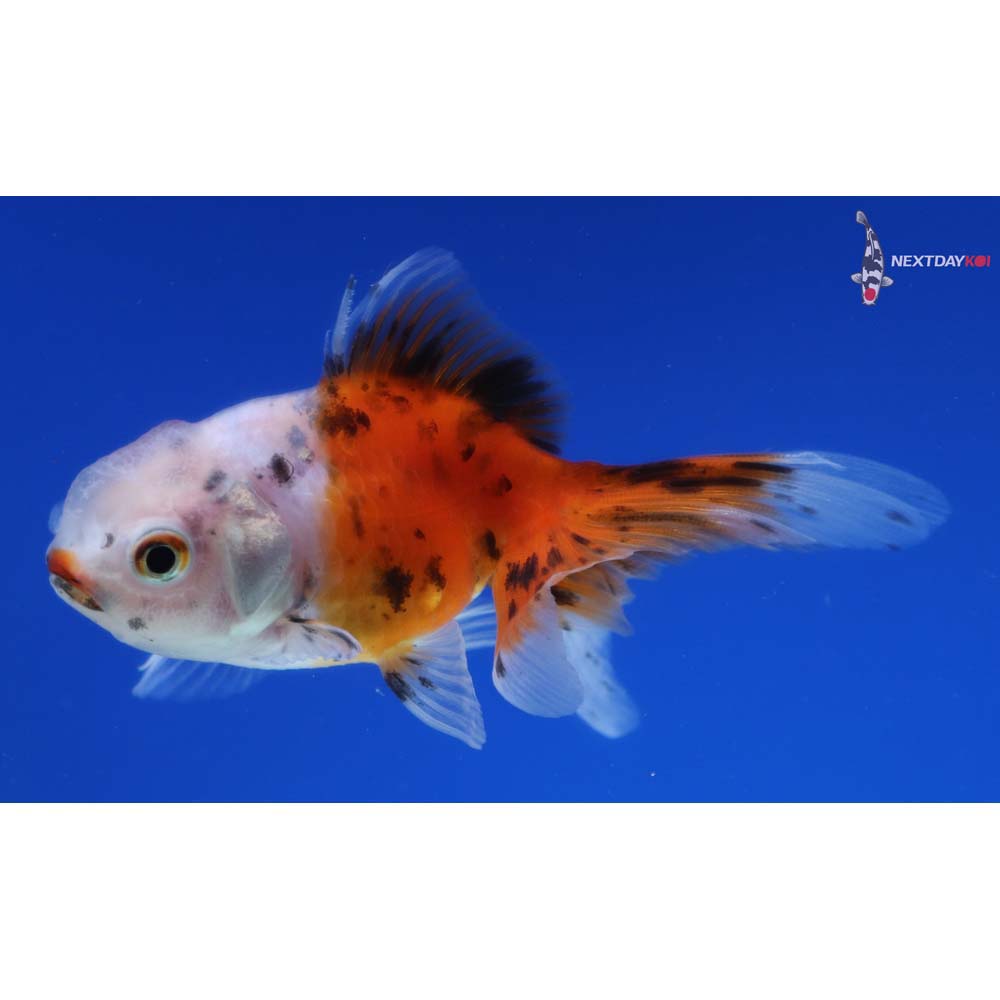 3” Imported Calico Oranda