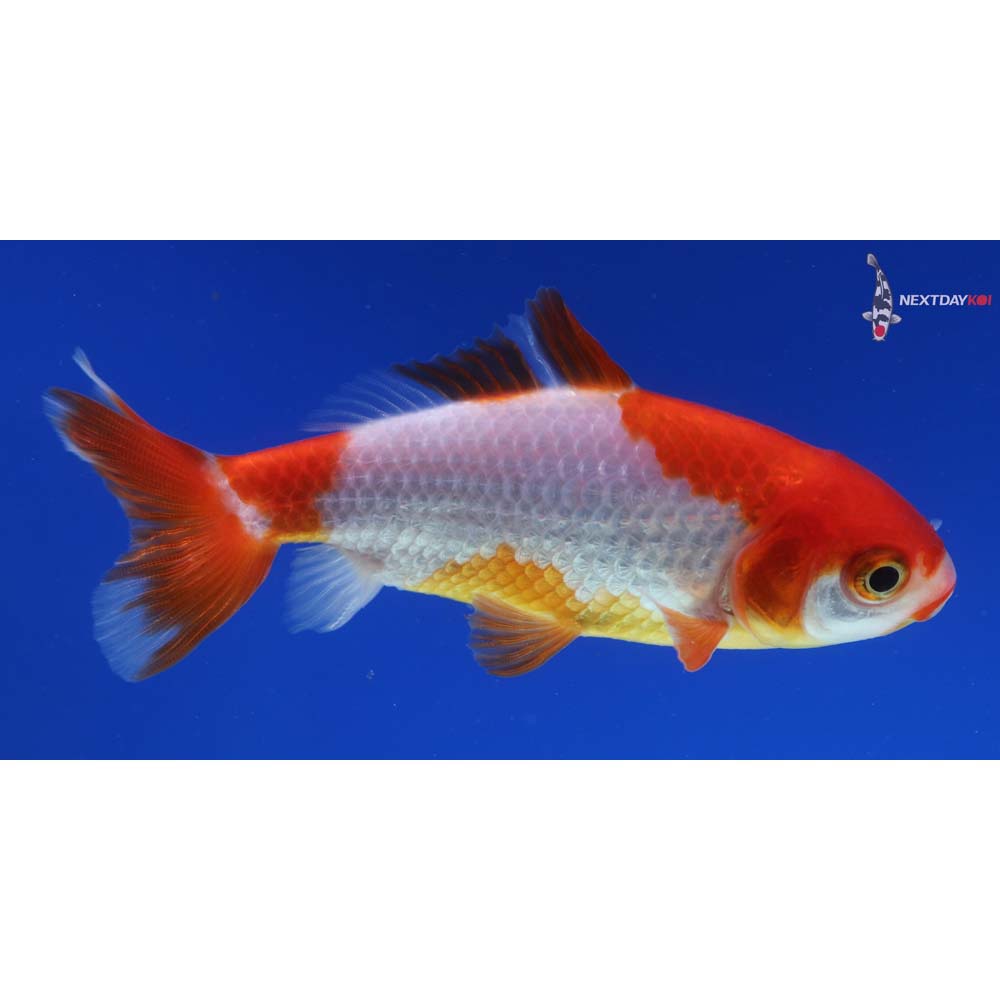 3.5” Imported Red and White Wakin
