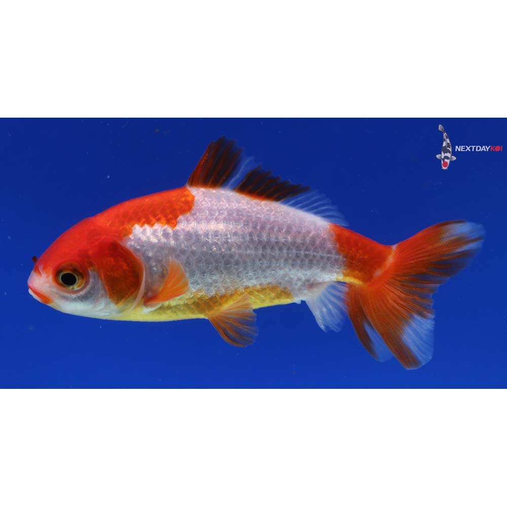 3.5” Imported Red and White Wakin