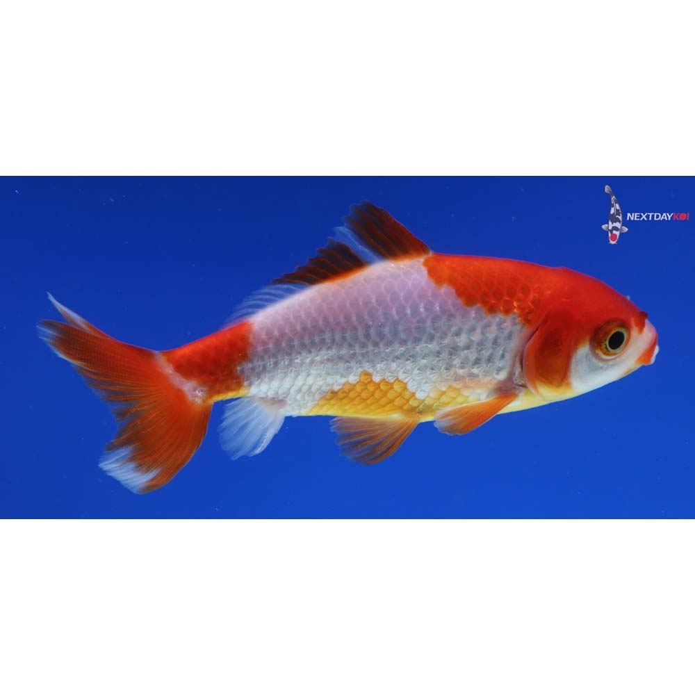 3.5” Imported Red and White Wakin