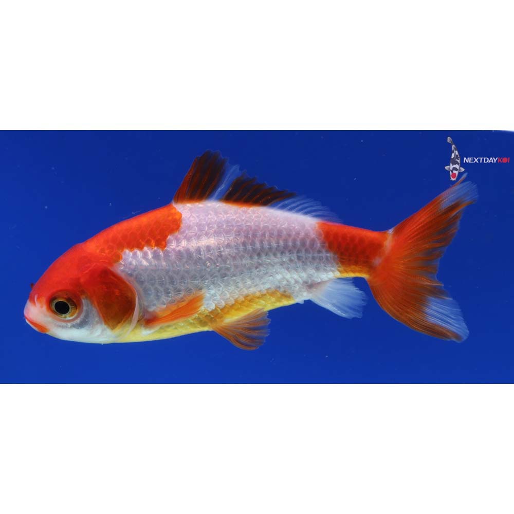 3.5” Imported Red and White Wakin