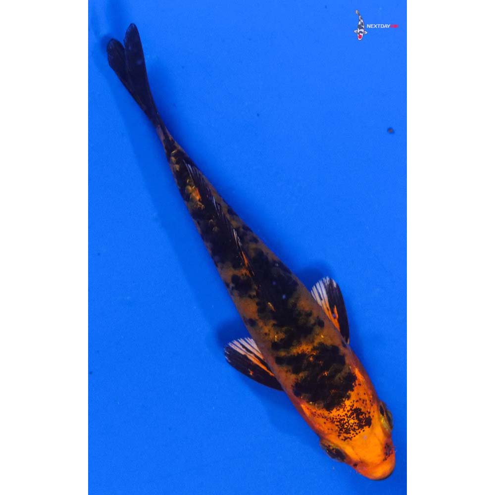 4” Imported Kin Aka Bekko