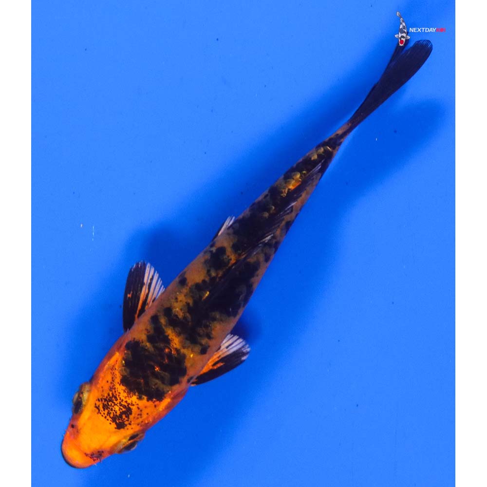 4” Imported Kin Aka Bekko