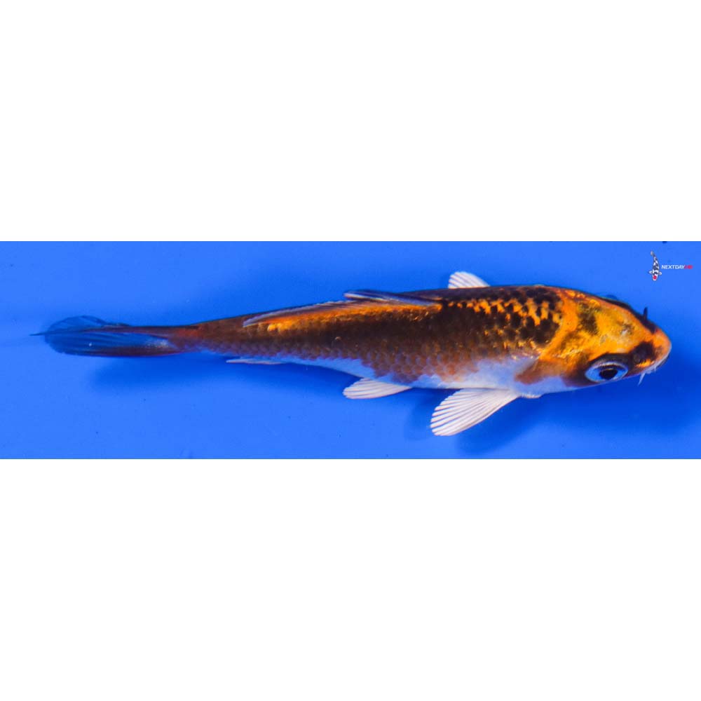 3” Imported Kujaku