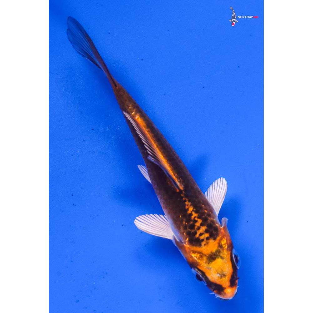 3” Imported Kujaku