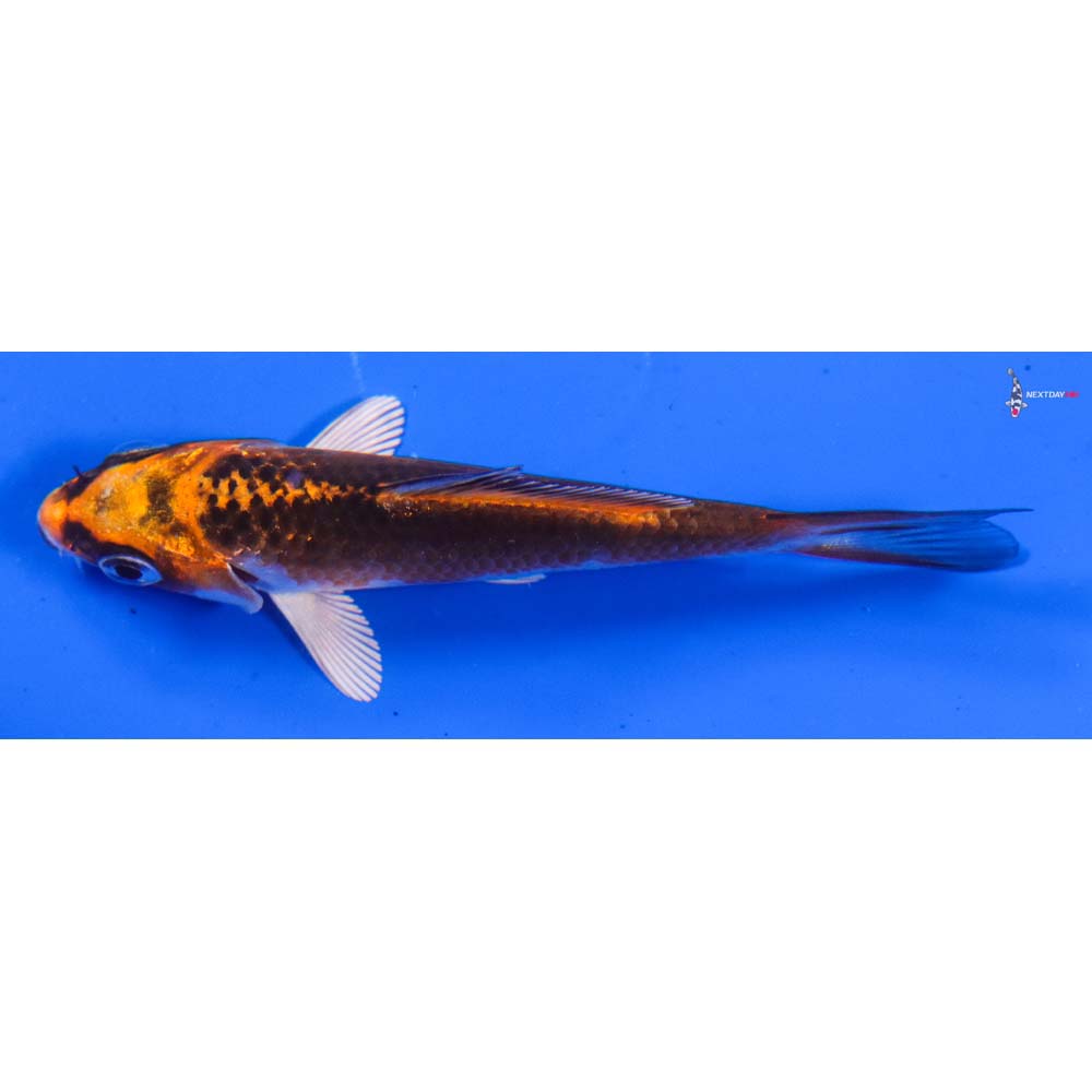 3” Imported Kujaku