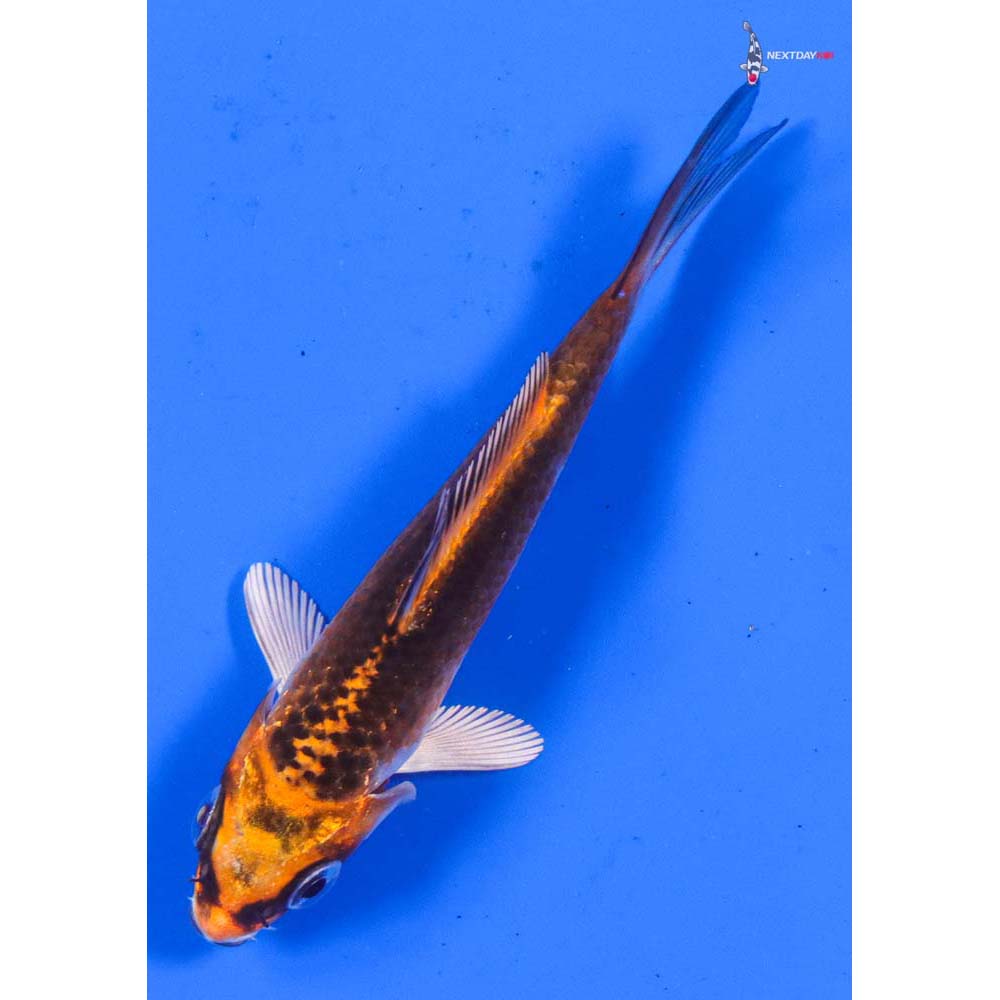 3” Imported Kujaku