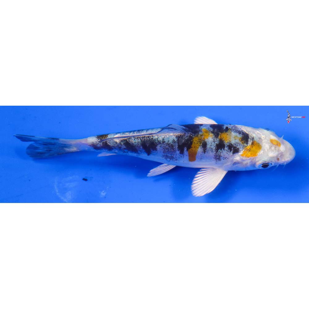 3” Imported Heisei Nishiki