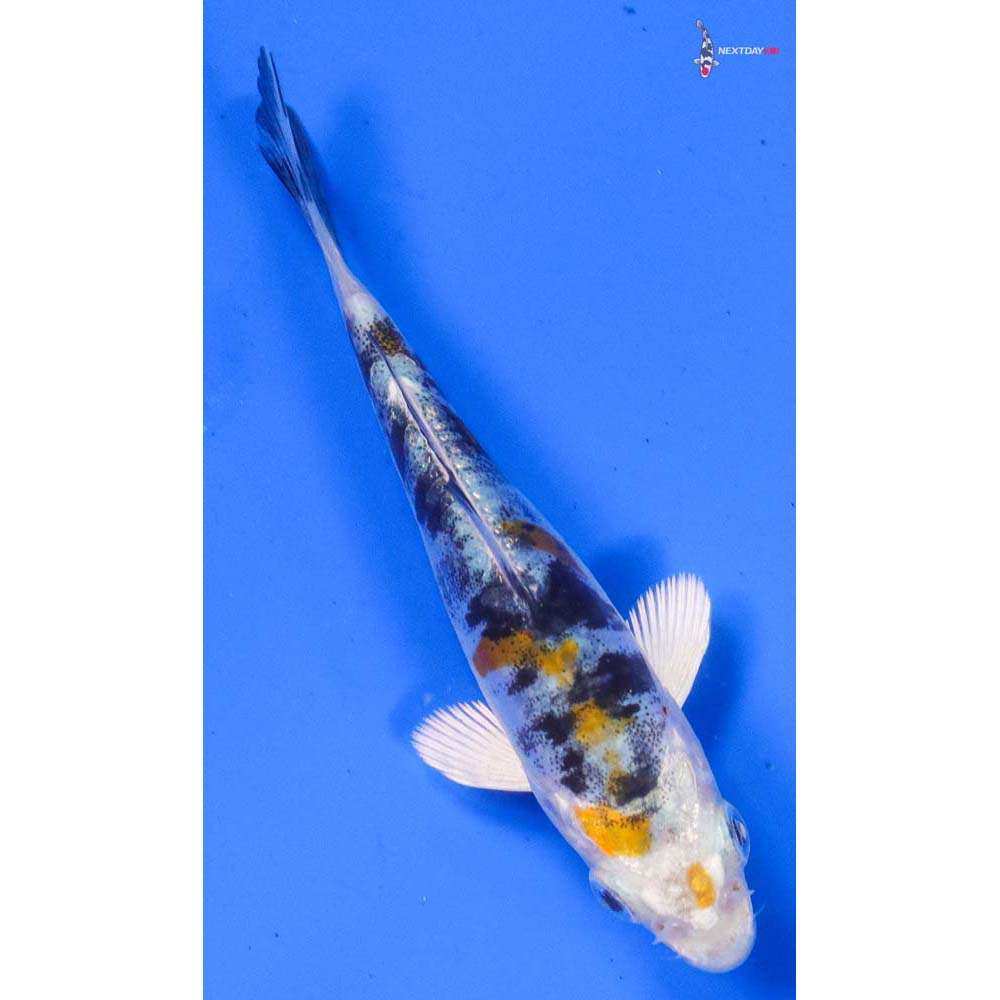 3” Imported Heisei Nishiki