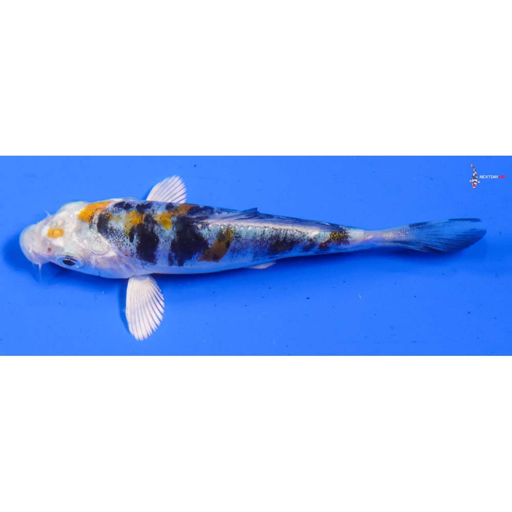 3” Imported Heisei Nishiki