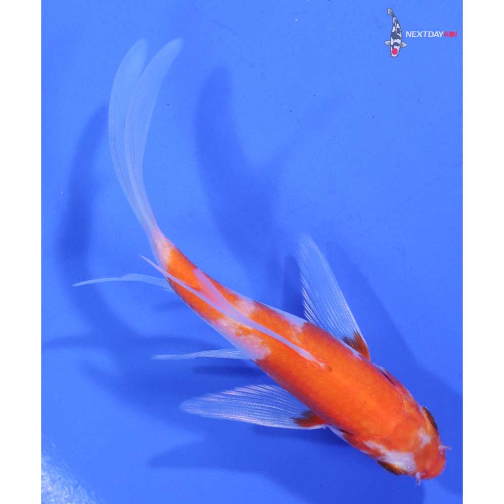 4” Imported Kohaku Butterfly Koi
