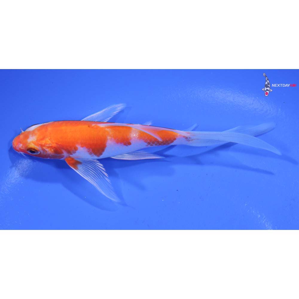 4” Imported Kohaku Butterfly Koi