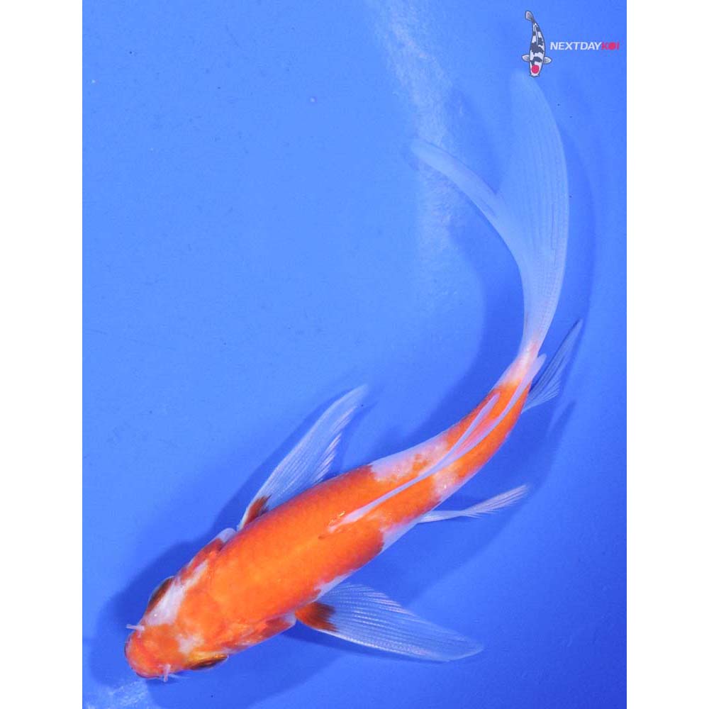 4” Imported Kohaku Butterfly Koi