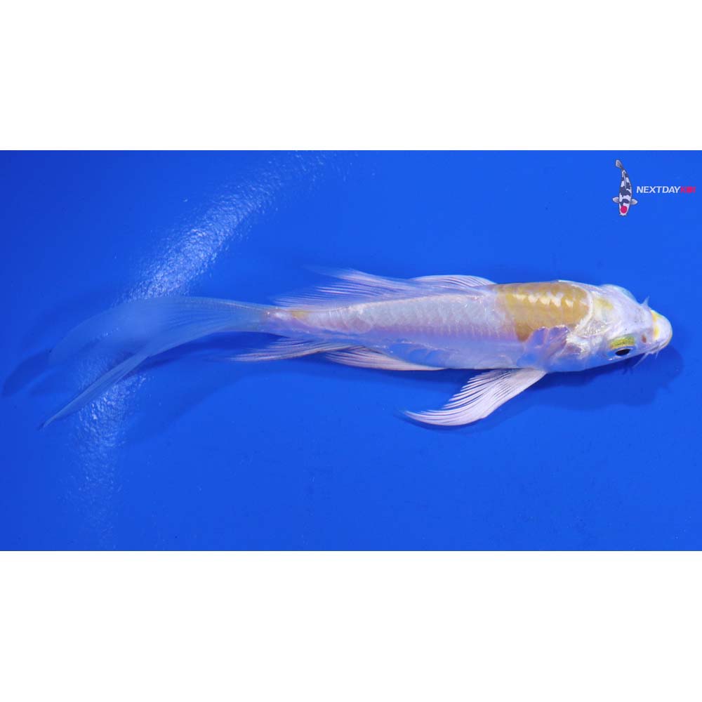 4” Imported Doitsu Lemon Hariwake Butterfly Koi