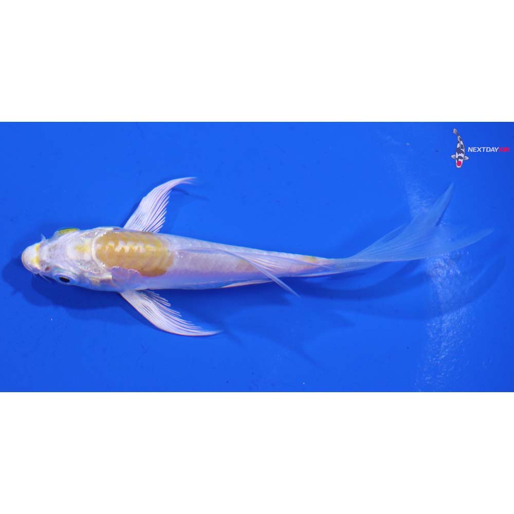 4” Imported Doitsu Lemon Hariwake Butterfly Koi