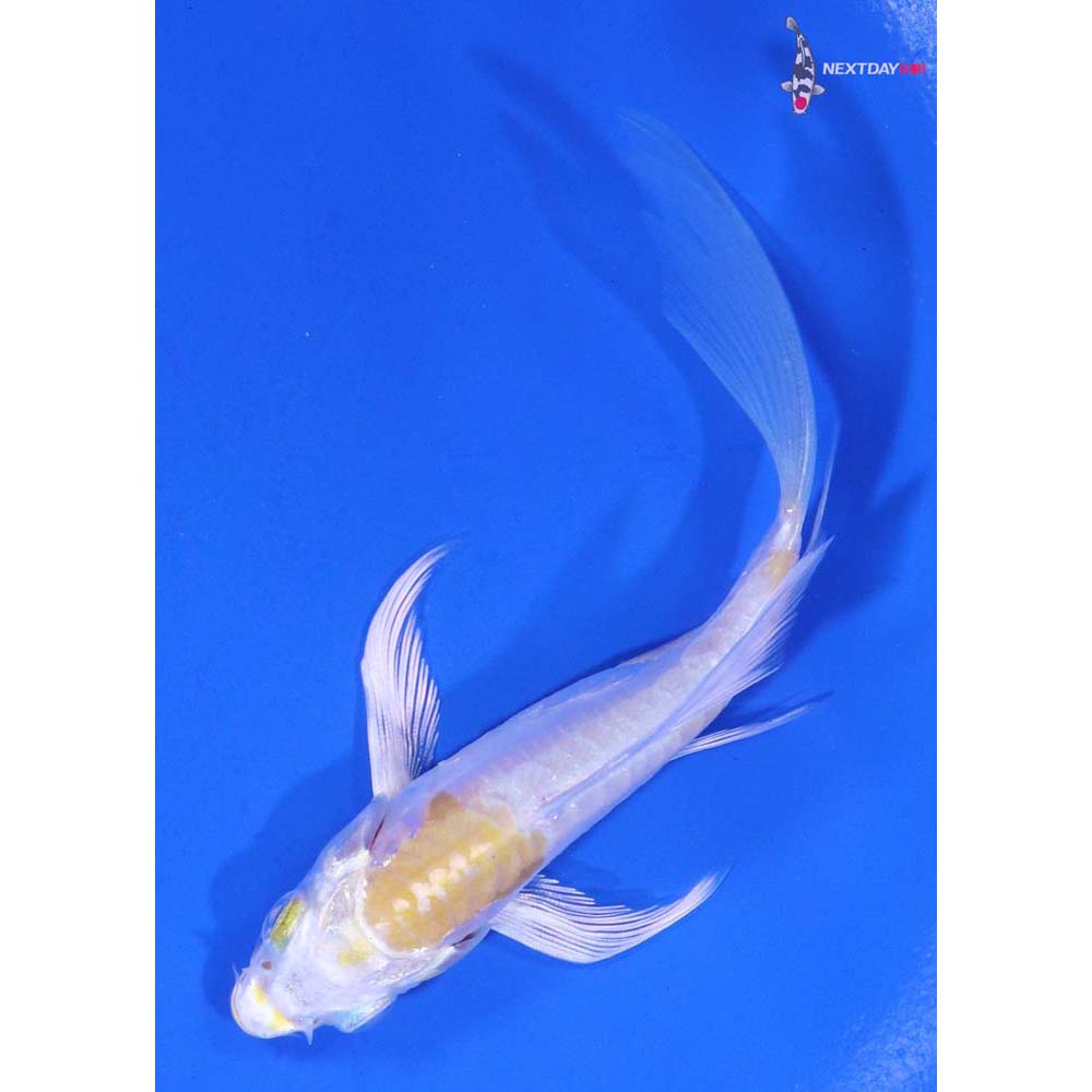 4” Imported Doitsu Lemon Hariwake Butterfly Koi