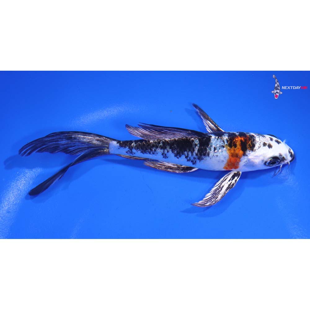 5.5” Imported Yamato Nishiki Butterfly Koi