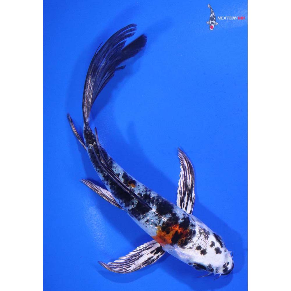 5.5” Imported Yamato Nishiki Butterfly Koi