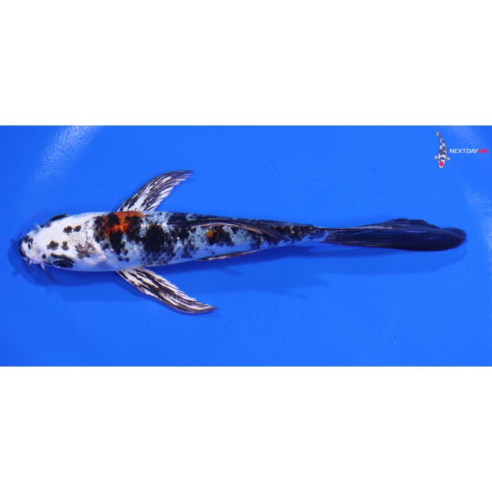 5.5” Imported Yamato Nishiki Butterfly Koi