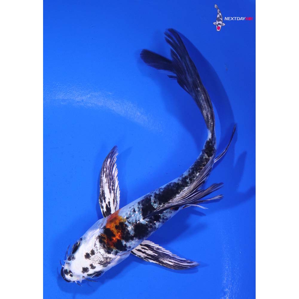 5.5” Imported Yamato Nishiki Butterfly Koi