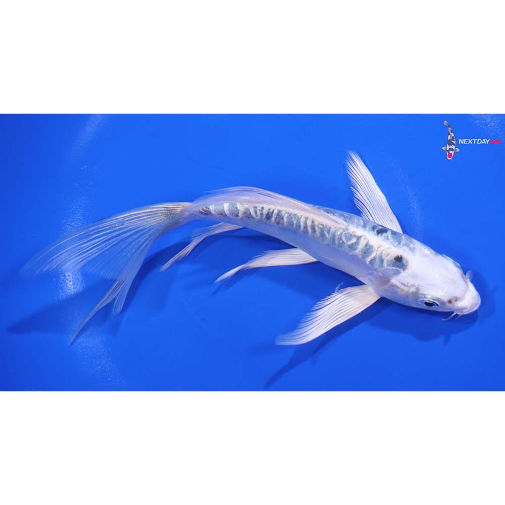 6” Imported Doitsu Gin Shiro Bekko Butterfly Koi