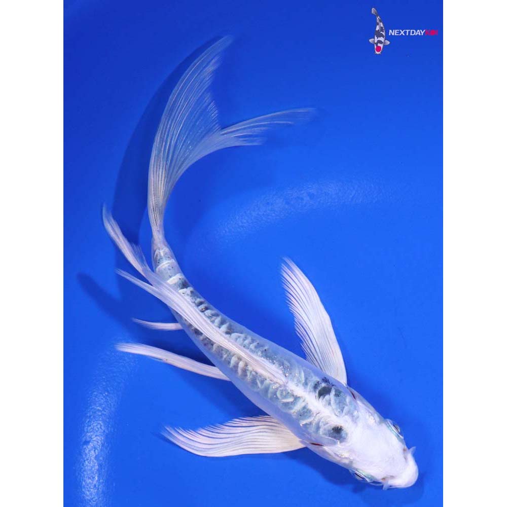 6” Imported Doitsu Gin Shiro Bekko Butterfly Koi