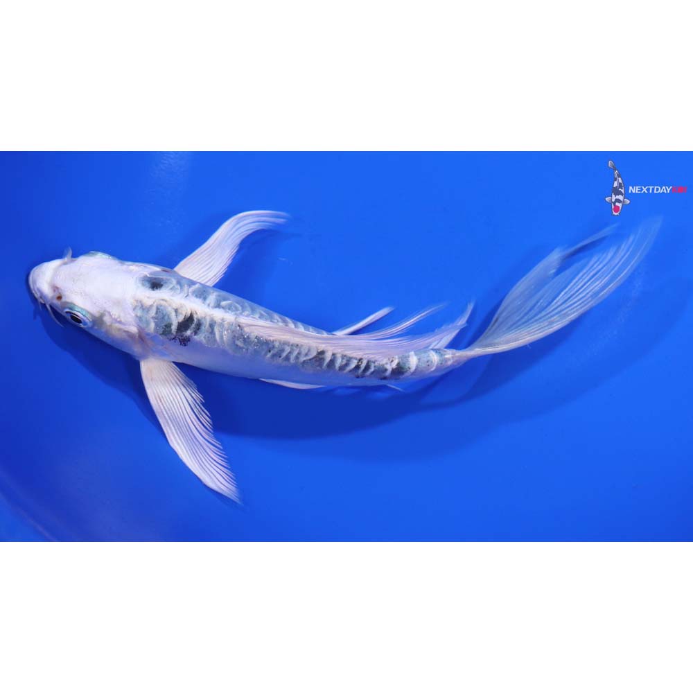 6” Imported Doitsu Gin Shiro Bekko Butterfly Koi