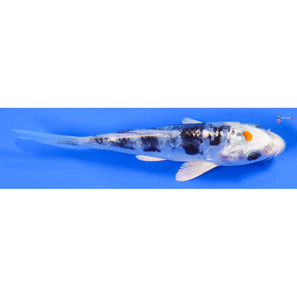 4.5” Imported Heisei Nishiki