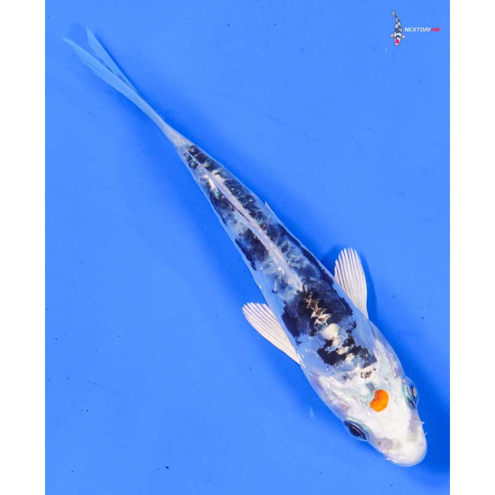 4.5” Imported Heisei Nishiki