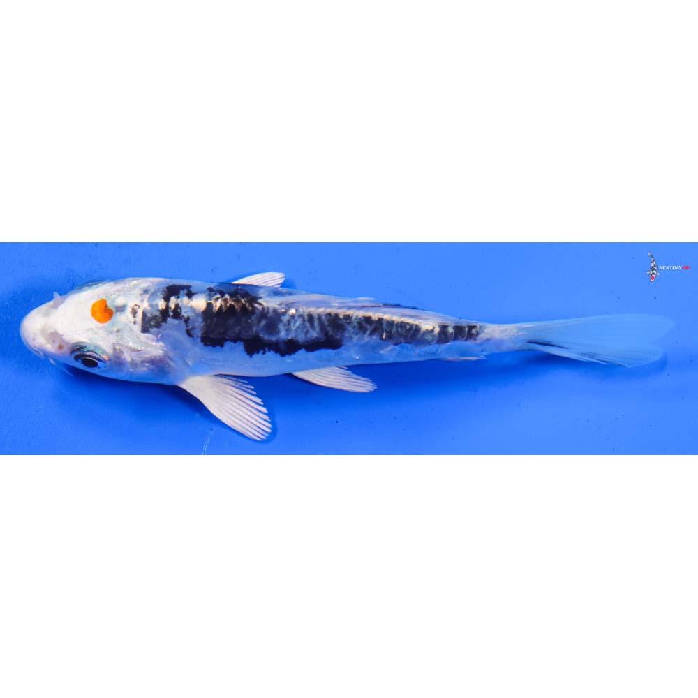 4.5” Imported Heisei Nishiki