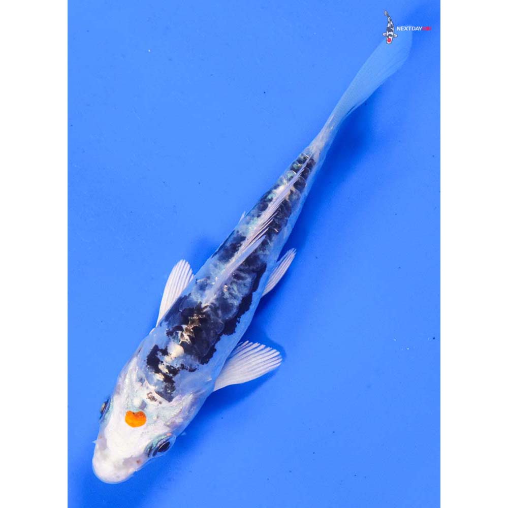 4.5” Imported Heisei Nishiki