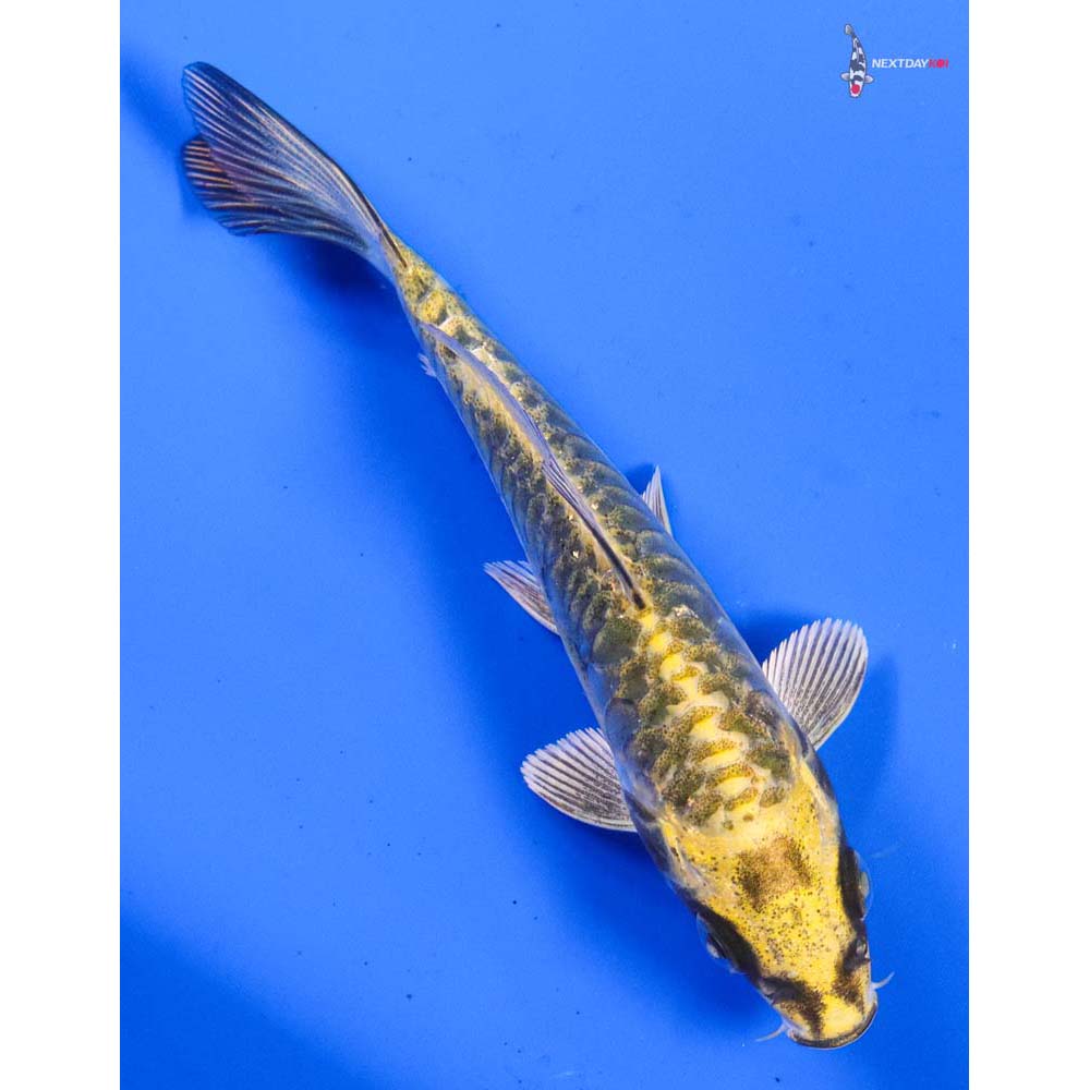 4.5” Imported Armor Scaled Ki Matsuba